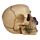 Figura Calavera Calavera y Rosas Moradas